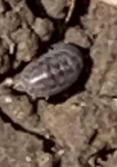 Armadillidium nasatum