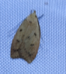 Machimia tentoriferella