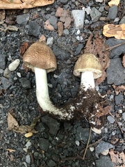 Agaricus