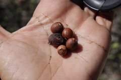 Capurodendron androyense