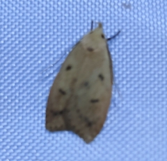 Machimia tentoriferella