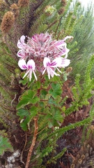 Pelargonium cordifolium
