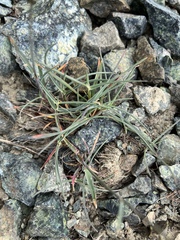 Poa curtifolia