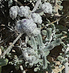 Teucrium