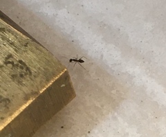 Paratrechina longicornis