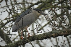 Nycticorax nycticorax nycticorax