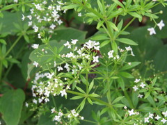 Galium asprellum