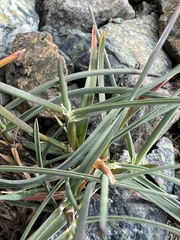 Poa curtifolia