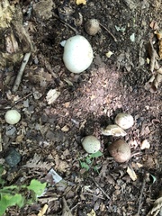 Agaricus