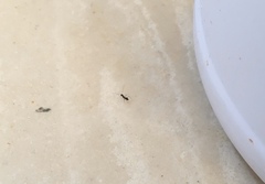 Paratrechina longicornis