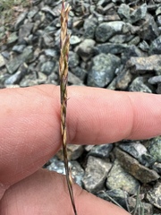 Poa curtifolia