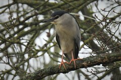 Nycticorax nycticorax nycticorax