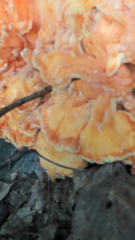 Laetiporus cincinnatus