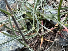 Poa curtifolia