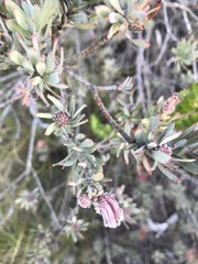 Leucospermum wittebergense