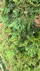 Platycladus orientalis