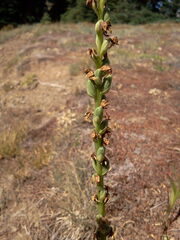 Piperia