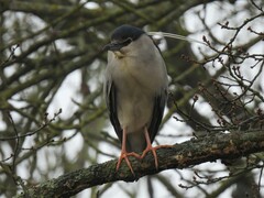 Nycticorax nycticorax nycticorax