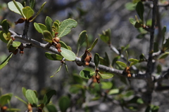 Capurodendron androyense