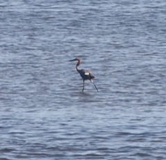 Egretta rufescens