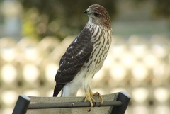 Accipiter cooperii