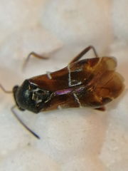 Pilophorus