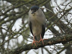 Nycticorax nycticorax nycticorax