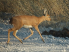 Raphicerus campestris