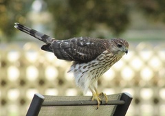 Accipiter cooperii