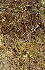 Eremogone capillaris