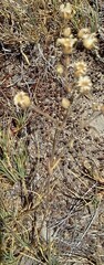 Eremogone capillaris