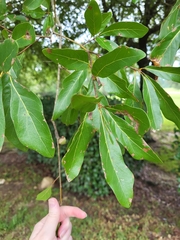 Quercus nigra