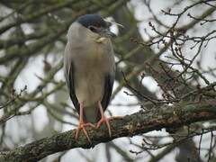 Nycticorax nycticorax nycticorax