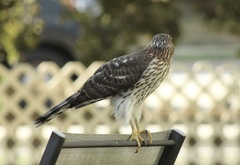 Accipiter cooperii