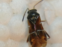 Pilophorus