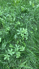 Potentilla reptans