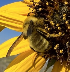 Bombus fervidus