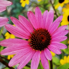 Echinacea purpurea