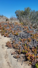Carpobrotus edulis