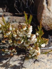 Erica tenuis