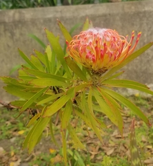 Leucospermum × hybridum