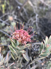 Leucospermum wittebergense
