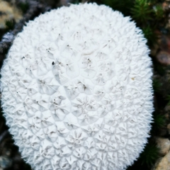 Lycoperdon curtisii