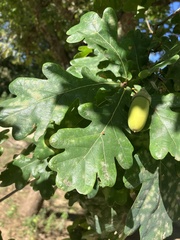 Quercus pubescens