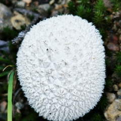 Lycoperdon curtisii