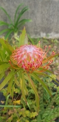 Leucospermum × hybridum