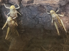 Schistocerca gregaria gregaria