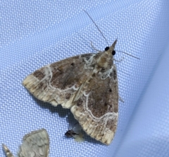 Hypena abalienalis