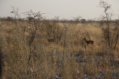 Raphicerus campestris