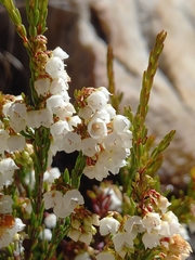 Erica tenuis